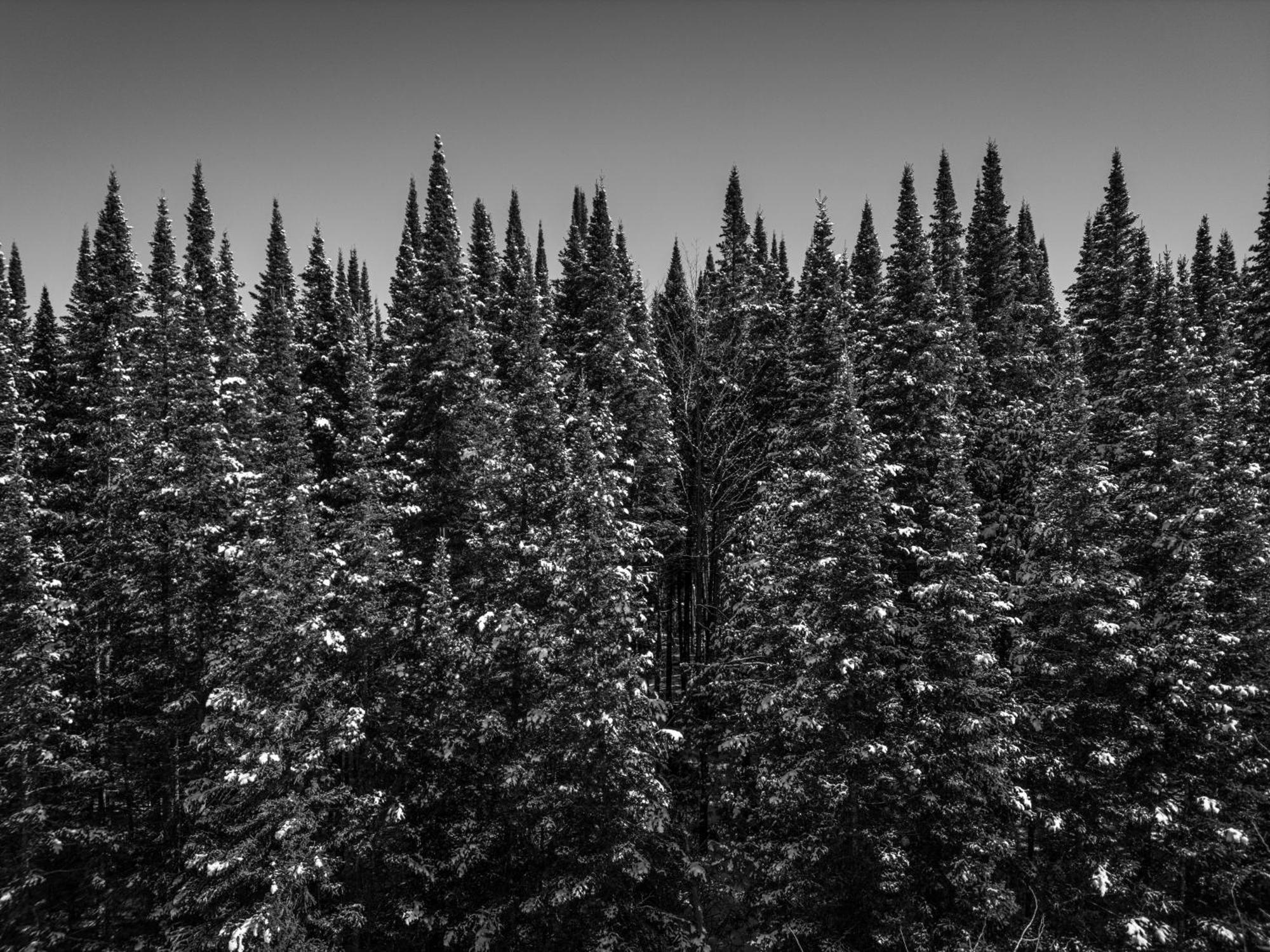 Otsego Resort Gaylord Eksteriør billede